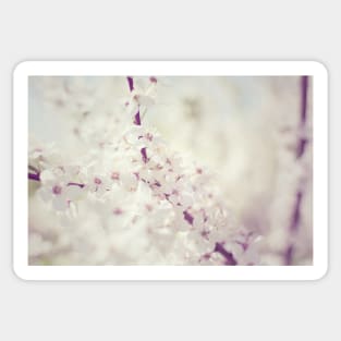 Cherry tree blossom Sticker